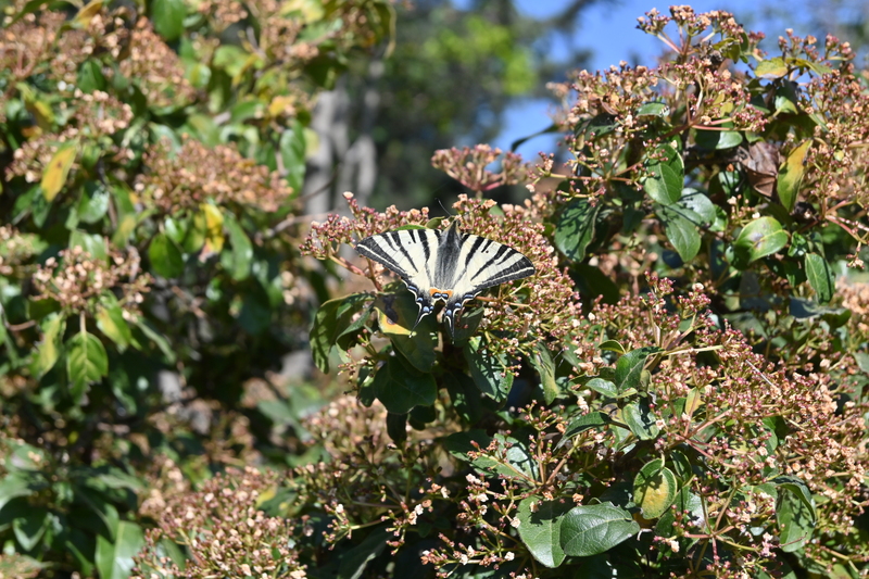 Iphiclides podalirius